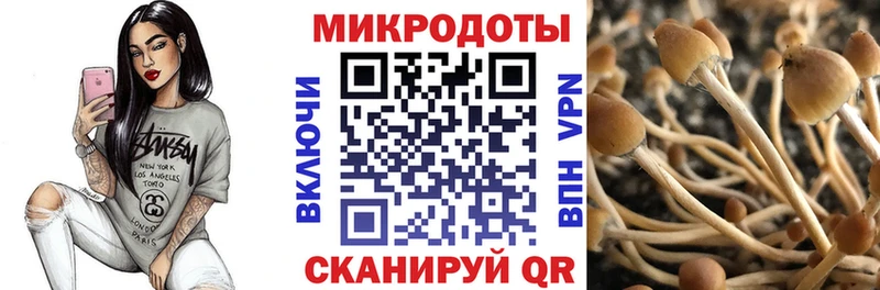 Галлюциногенные грибы Psilocybine cubensis  Ногинск 